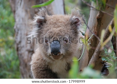 koala, picture taken in South Australia in an eucalypt forest