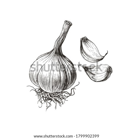 Detailed drawing of garlic bulb and cloves, vegetable clip art illustration Royalty-Free Stock Photo #1799902399