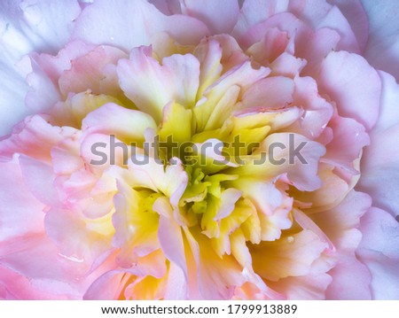 macro of the center of a white yellow pink begonia blossom with rain drops on black background