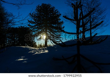A beautiful scenery of a snow-covered forest with a lot of trees
