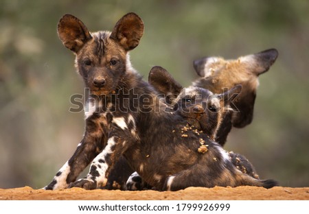 African Wild Dogs or also Known as the Painted Wolf Royalty-Free Stock Photo #1799926999