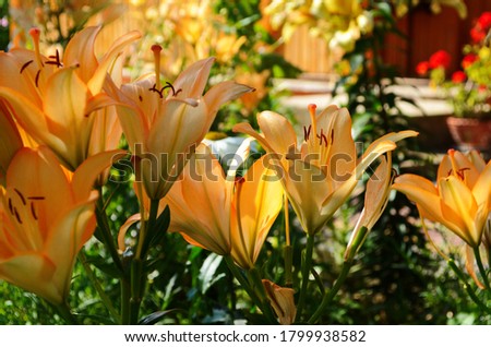 Brightly orange lily flowers. Beautiful flowers with orange petals.