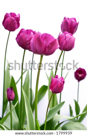 Purple tulips Royalty-Free Stock Photo #1799939