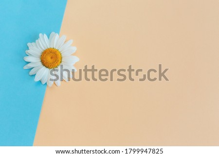 Beautiful white daisy flower on a light blue and peach pastel background. Greeting card for summer days. Place for text. Close-up.