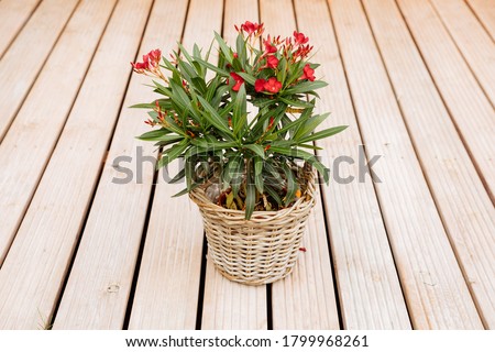 Oleander plant with red flowers in a woven pot. Nerium oleander red flower blooming  Royalty-Free Stock Photo #1799968261