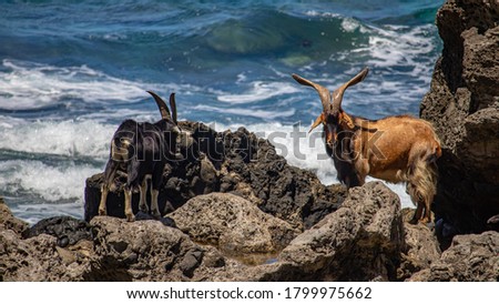 Goats with big shofars on Lanyu coast. Royalty-Free Stock Photo #1799975662