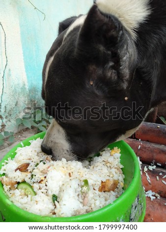 A dog that is very hungry for food