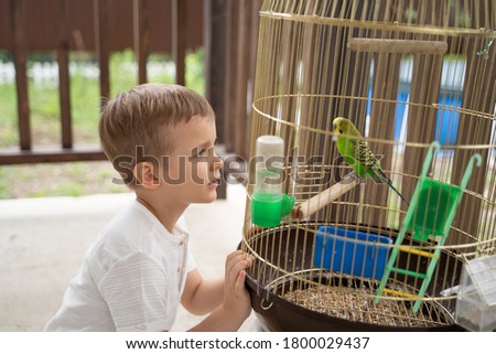 Boy four years old looking at budgerigar