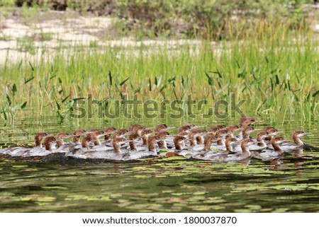 Common merganser adult and ducklings swimming on lake.