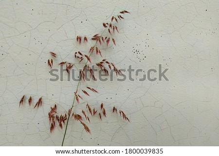 Photo of grass flowers with white wall background that cracks his paint.