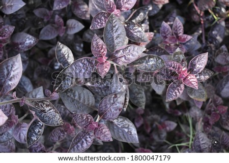Purple color leafs picture. Close up .