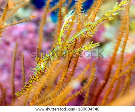 Ornate Ghost Pipefish hiding amongst coral on an underwater shipwreck