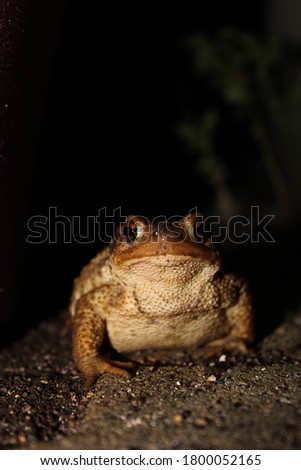toad caught at night in Vannes