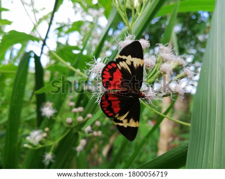 closeup picture of a butterfly 