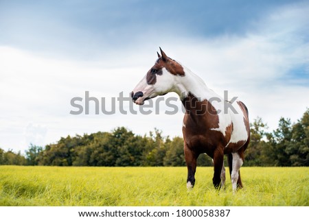 American Paint Horse mare with blue eyes Royalty-Free Stock Photo #1800058387