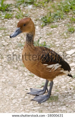 Young duck standing on the road