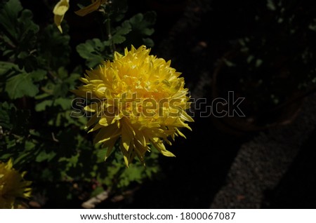 Light Yellow Flowers of Chrysanthemum 'Edo Giku' in Full Bloom
