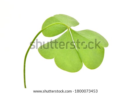 Green clover leaf isolated on white background. St. Patrick's day vacation and holiday clovers symbol. High resolution photo. Full depth of field.