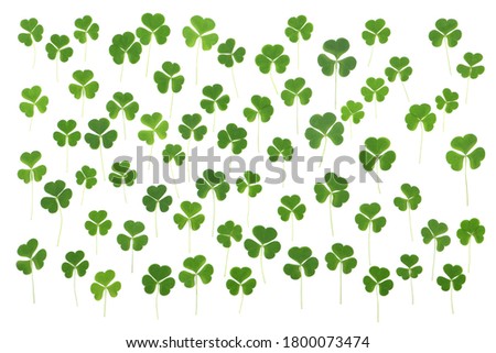 Green clover leaves are randomly arranged on white background. St. Patrick's day vacation and holiday clovers symbol. High resolution photo. Full depth of field.