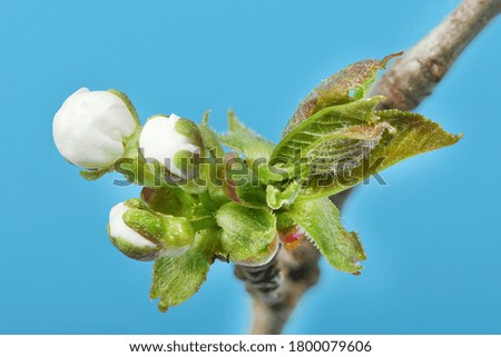 Branch of Cherry blossom flowers against a blue sky. High resolution photo. Full depth of field.