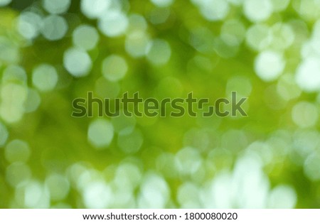 Bokeh of green and white nature garden texture background. Blurred photo.