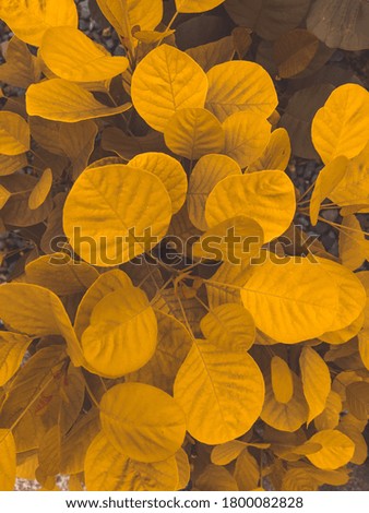 Most Beautiful Leaves Spring background