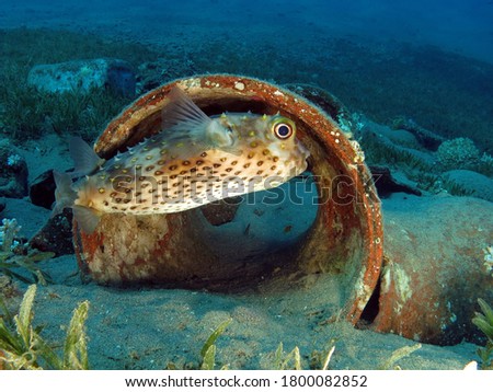          A Yellowspotted burrfish seeking  shelter                    