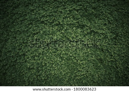 Small green plants on the ground background. Dark green tone.