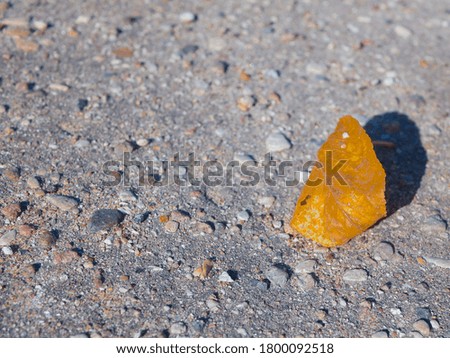 a lonely yellow leaf lies on the ground