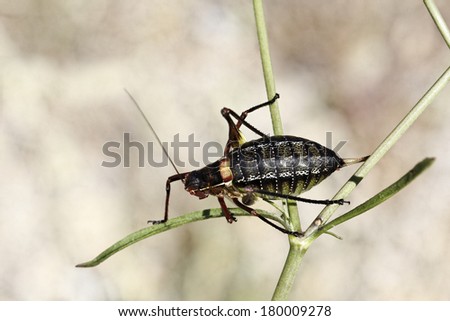 Barbitistes fischeri, Long-horned grasshopper