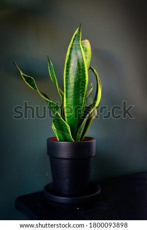 Sansevieria (mother in law tongue, snake plant) with bright green yellow leaves. Floral background. 