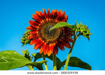 Sunflower in the blue sky background 