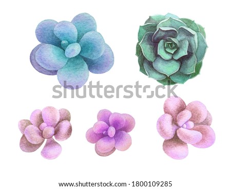 
Multicolored set of succulents, watercolor succulents, decorative illustration, hand drawn floral clip art
