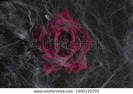 Maroon rose on a black background with cobwebs. Scary Halloween holiday.	The main object is out of focus