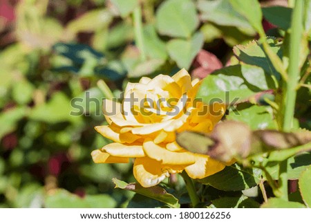 A lush and beautiful yellow rose blooms in the garden. Flowers in a flower bed. Background for graphic works.