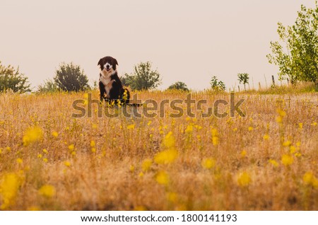 Young Farm Dog in the Rural California Countryside. Hazy Pink Summer Morning Surrounded by Yellow Wildflowers.