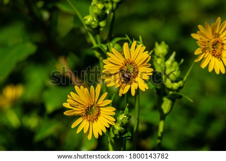  The cheerful sunflower or perennial sunflower, is a plant in the daisy family. It is widespread in scattered locations across much of Canada from Newfoundland to British Columbia