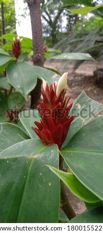 Picture of small red and white color flower and their leaves.