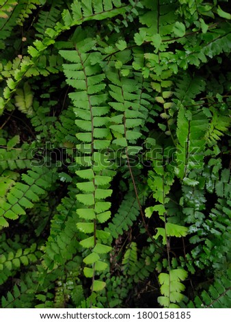 textured leaves image in the forest