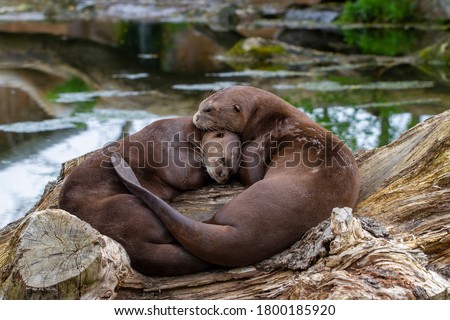 Giant Otter Portrait Parents Sleeping 