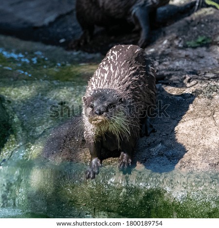 Eurasian otter bathing in the river, portrait of a cute animal