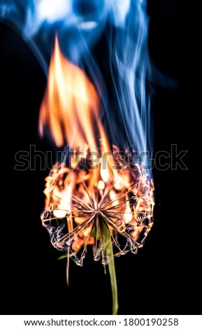 Macro photo of burning dandelion