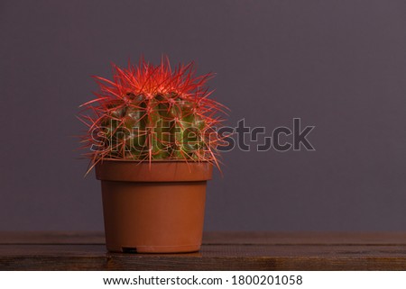 cactus with red spines in a brown pot stands on a wooden table