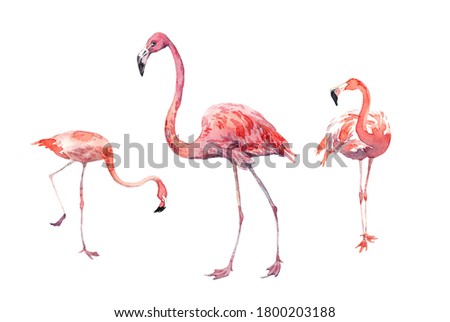 Watercolor clip-art with pink flamingos. Isolated over white background. Tropical element for design decoration.