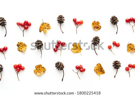 Autumn colored leaves, red berries and cones on white background. View from above. Flat lay. Copy space.