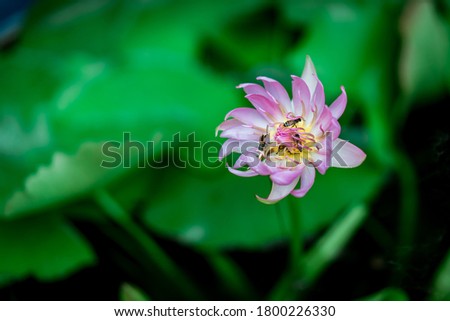 Close up of pink lotus flower in pot green lotus leaf bokeh background. Bees feed on nectar in lotus flowers.