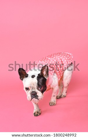 French bulldog photography on pink background