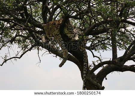 Beautiful photo of African leopard resting on branch in leopard tree with sky background looking for prey across Serengeti savanna in Maasai Mara National Reserve, Kenya, Africa