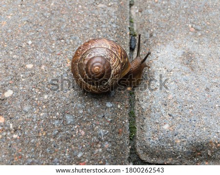 Small snail on the tile close up. Selective focus. High quality photo