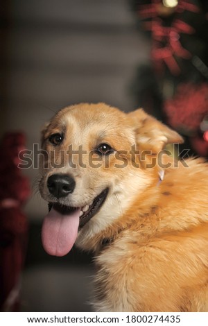 redhead happy young dog mongrel in a collar